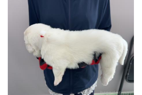 販売中の千葉県のグレートピレニーズ-394915の5枚目